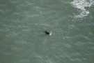 Missing Picture
